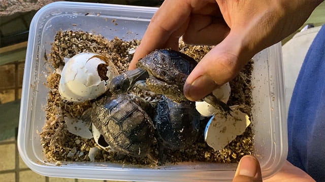 動画サムネイル