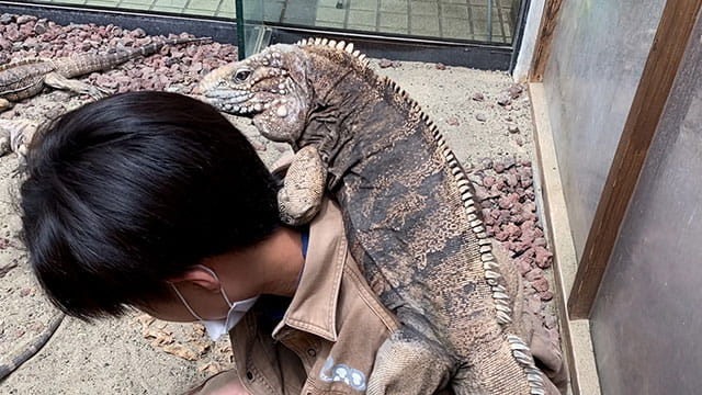 見た目は恐竜 巨大イグアナ登場 みんなのダーウィン どうぶつえん すいぞくかん 見た目は恐竜 巨大イグアナ登場 みんなのダーウィン どうぶつえん すいぞくかん