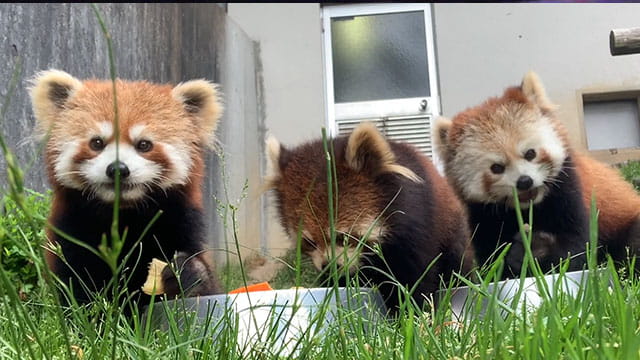 動画サムネイル