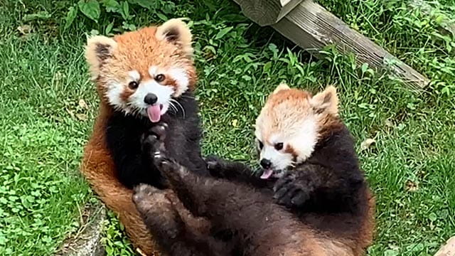 動画サムネイル