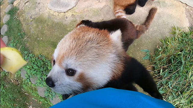 動画サムネイル