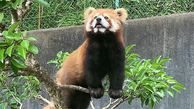 動画サムネイル