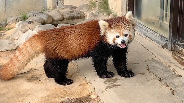 動画サムネイル