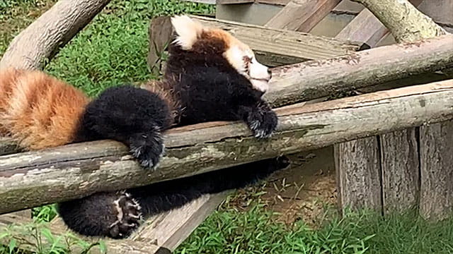 動画サムネイル
