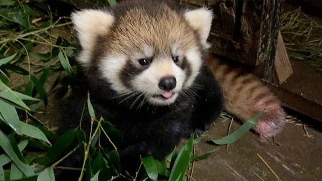 動画サムネイル