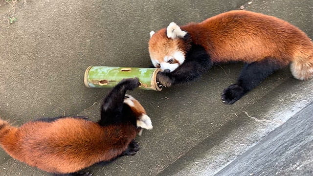 動画サムネイル