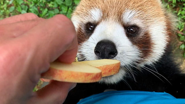 動画サムネイル