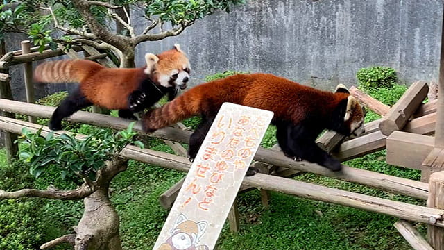 動画サムネイル