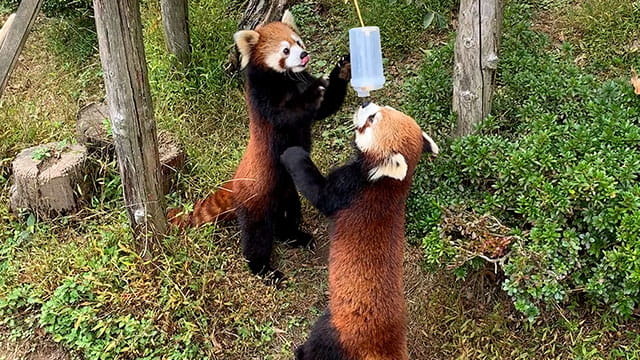 動画サムネイル