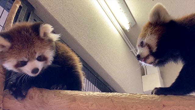 動画サムネイル