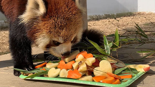 動画サムネイル