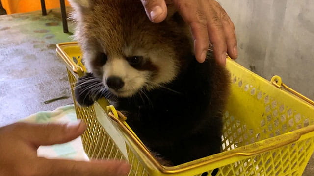 動画サムネイル