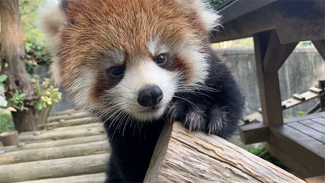 動画サムネイル