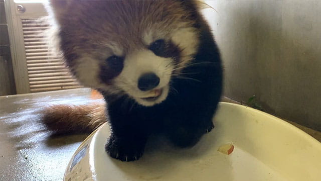 動画サムネイル