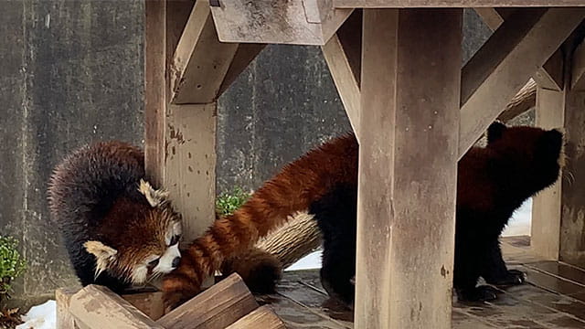 動画サムネイル
