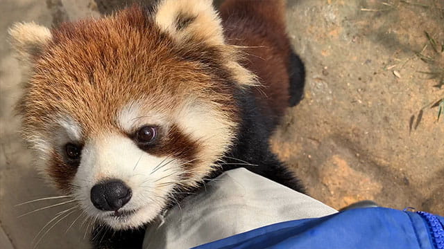 動画サムネイル