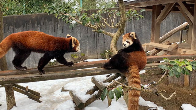 動画サムネイル