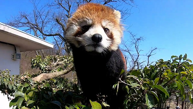 動画サムネイル