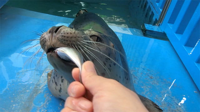 ゴマフアザラシの赤ちゃん エサを食べられるようになった途端にキャラ豹変 みんなのダーウィン どうぶつえん すいぞくかん ゴマフアザラシの赤ちゃん エサを食べられるようになった途端にキャラ豹変 みんなのダーウィン どうぶつえん すいぞくかん