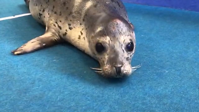 ゴマフアザラシの赤ちゃん 水族館で大暴れ ダーウィンが来た みんなのどうぶつえんすいぞくかん ゴマフアザラシの赤ちゃん 水族館で大暴れ ダーウィンが来た みんなのどうぶつえんすいぞくかん