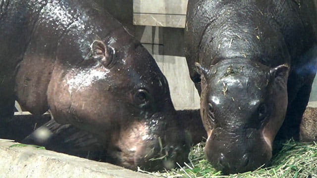 動画サムネイル