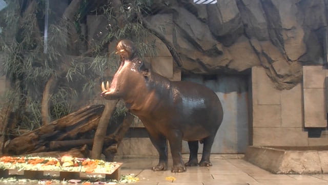 動画サムネイル