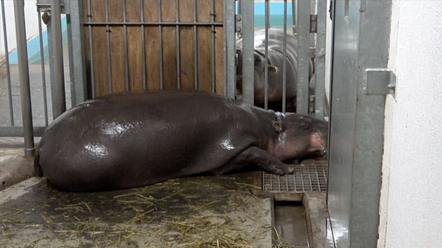 動画サムネイル