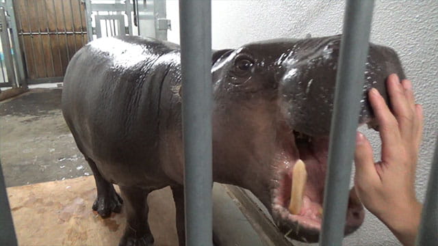 動画サムネイル