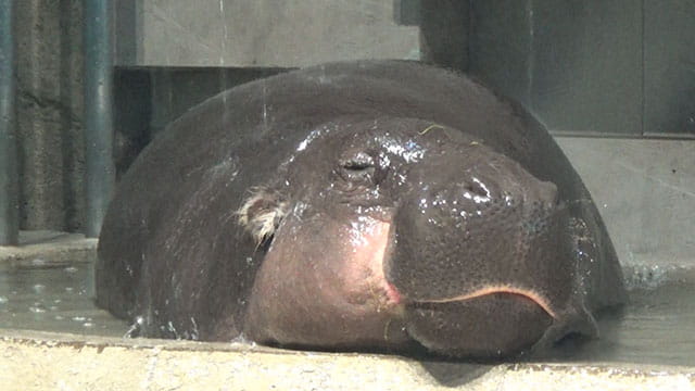 動画サムネイル