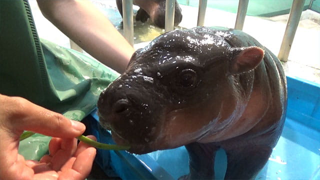 動画サムネイル