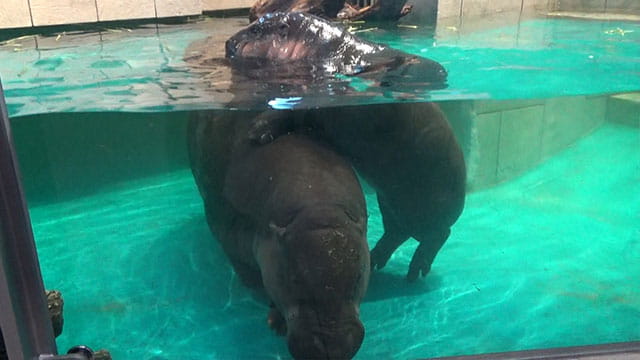 動画サムネイル