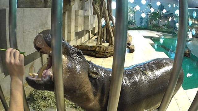 動画サムネイル