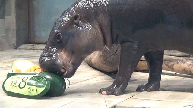 動画サムネイル