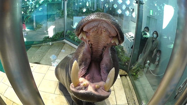 動画サムネイル