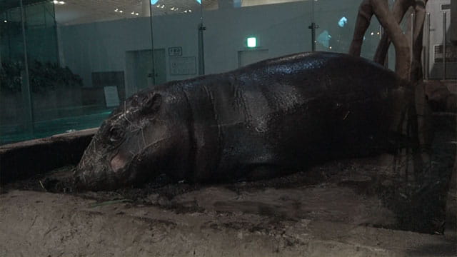 動画サムネイル