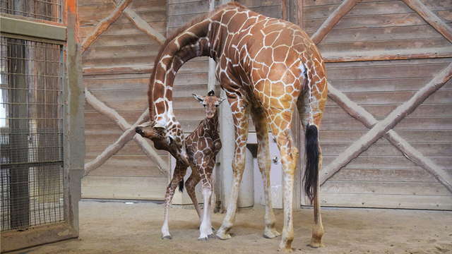 キリン 190cmでも赤ちゃんです！もっと大きくなるぞ〜 | みんなの