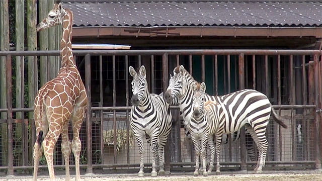 キリンの赤ちゃん サバンナの動物たちとドキドキ初対面 In運動場 みんなのダーウィン どうぶつえん すいぞくかん