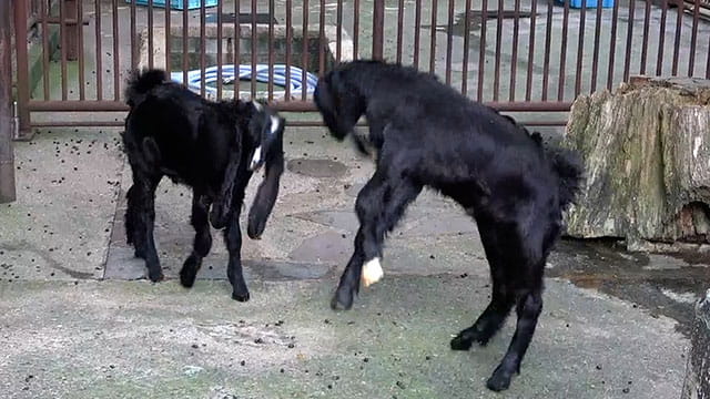 動画サムネイル