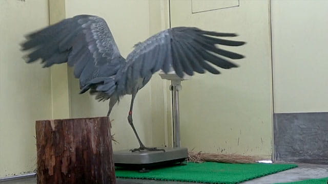 動画サムネイル