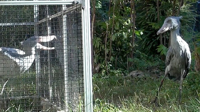 動画サムネイル