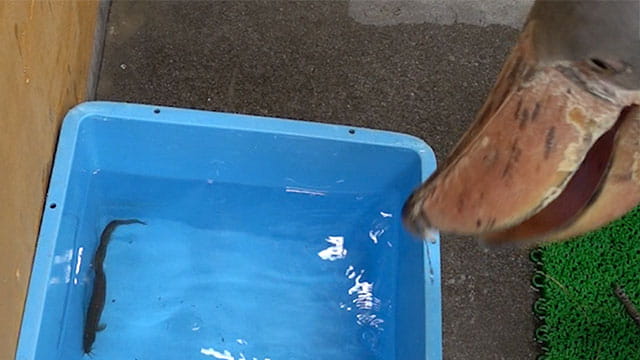 動画サムネイル