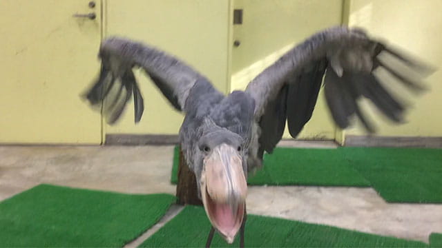 動画サムネイル