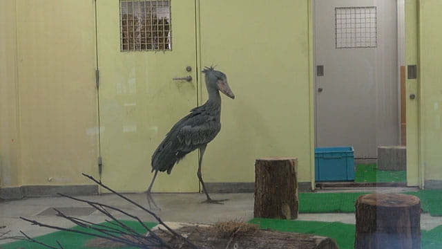 動画サムネイル