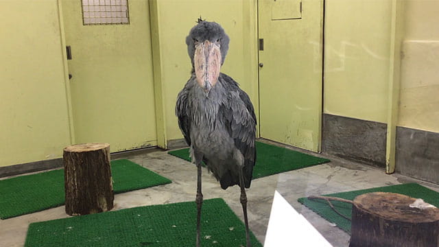 動画サムネイル
