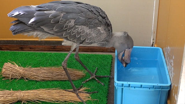 動画サムネイル