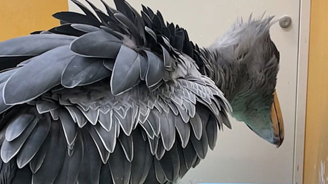 動かない鳥 ハシビロコウ 超スローカメラで撮ったらスゴすぎた みんなのダーウィン どうぶつえん すいぞくかん