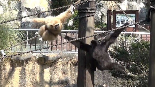 動画サムネイル