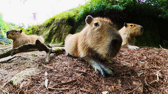 動画サムネイル