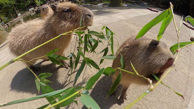 動画サムネイル