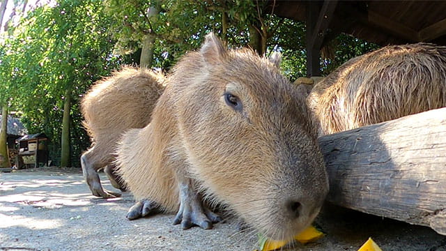 動画サムネイル